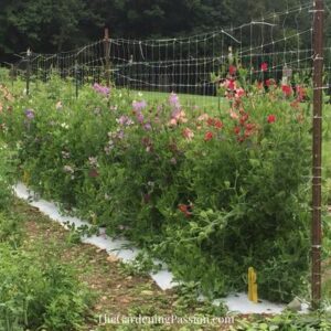 Touring Johnny’s Seed Company