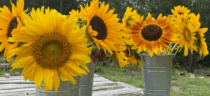 Building a sunflower field