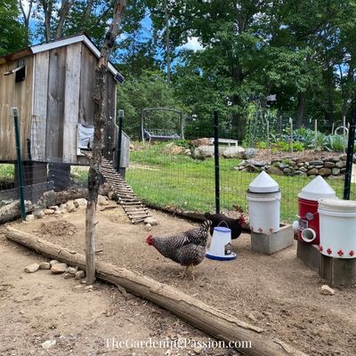 Chicken Coop Gadgets