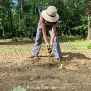 the gardening passion