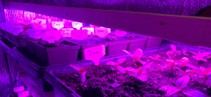 Grow light set-up