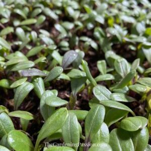 separate dahlia seeds