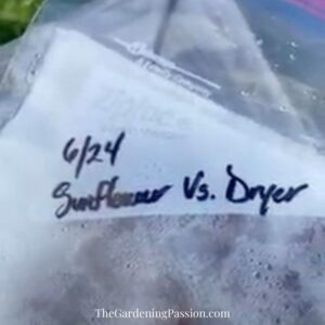 The dryer vs. sunflower seeds