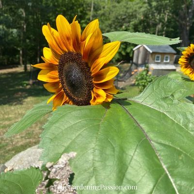 The dryer vs. sunflower seeds