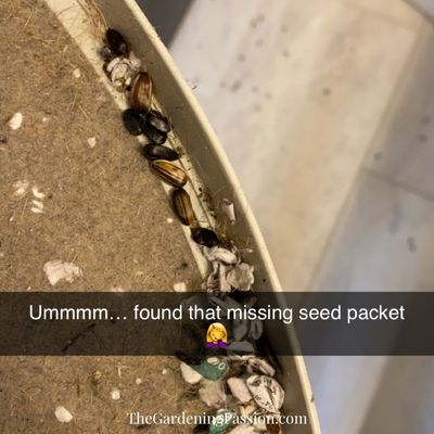 The dryer vs. sunflower seeds