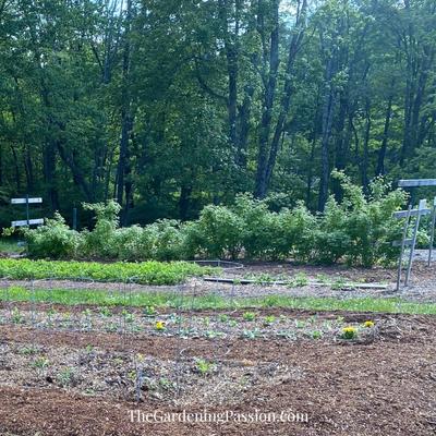 How to prune raspberries