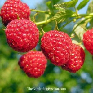 How to prune raspberries