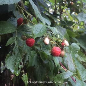 How to prune raspberries