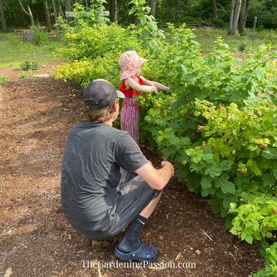 How to prune raspberries