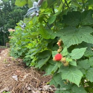 How to prune raspberries