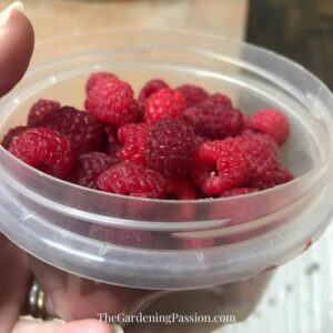 How to prune raspberries