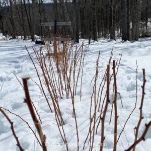 How to prune raspberries