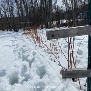 How to prune raspberries