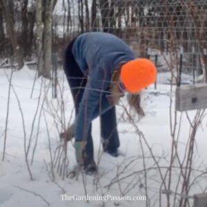 How to prune raspberries