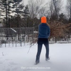 How to prune raspberries