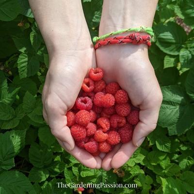 How to prune raspberries