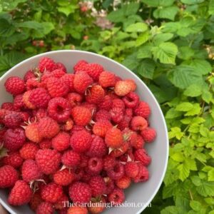 How to prune raspberries