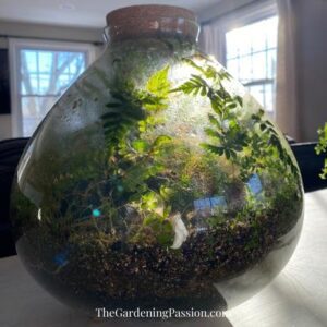 upcycle light fixture into a terrarium