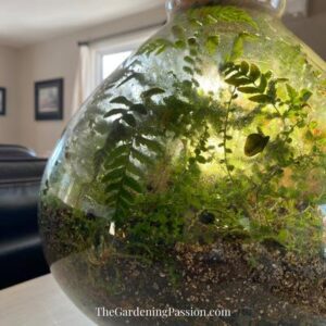 upcycle light fixture into a terrarium