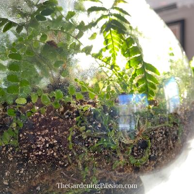 upcycle light fixture into a terrarium