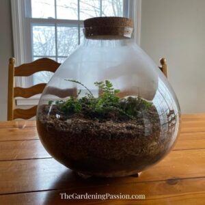 upcycle light fixture into a terrarium