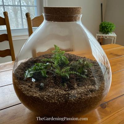 upcycle light fixture into a terrarium