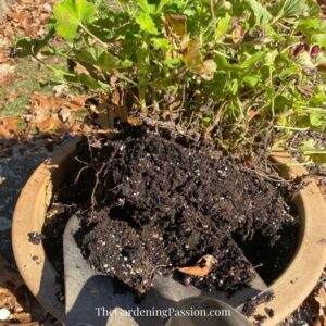 How to over-winter geraniums