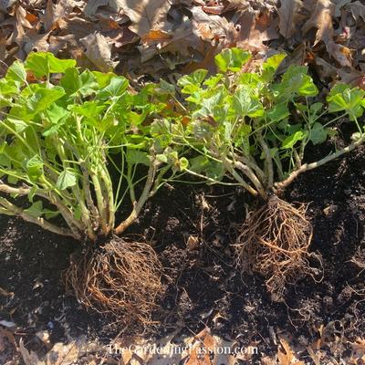 How to over-winter geraniums