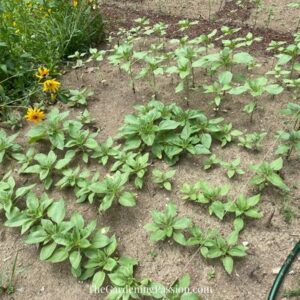 Building a sunflower field