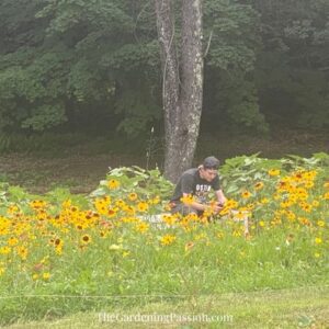 Building a sunflower field