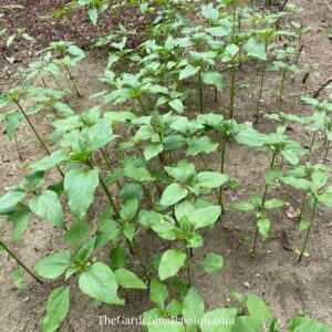 Building a sunflower field