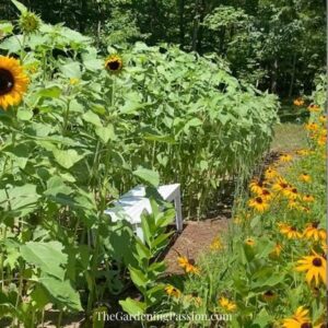 Building a sunflower field