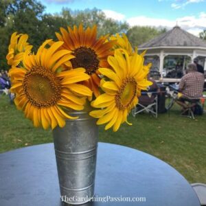 Building a sunflower field