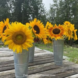 Building a sunflower field