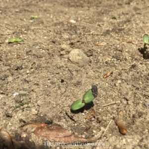 Building a sunflower field