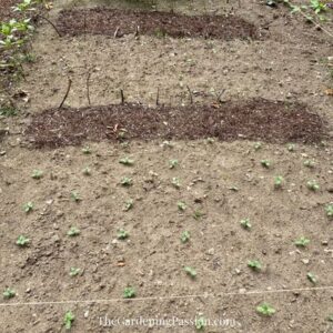 Building a sunflower field