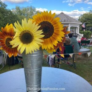 Building a sunflower field