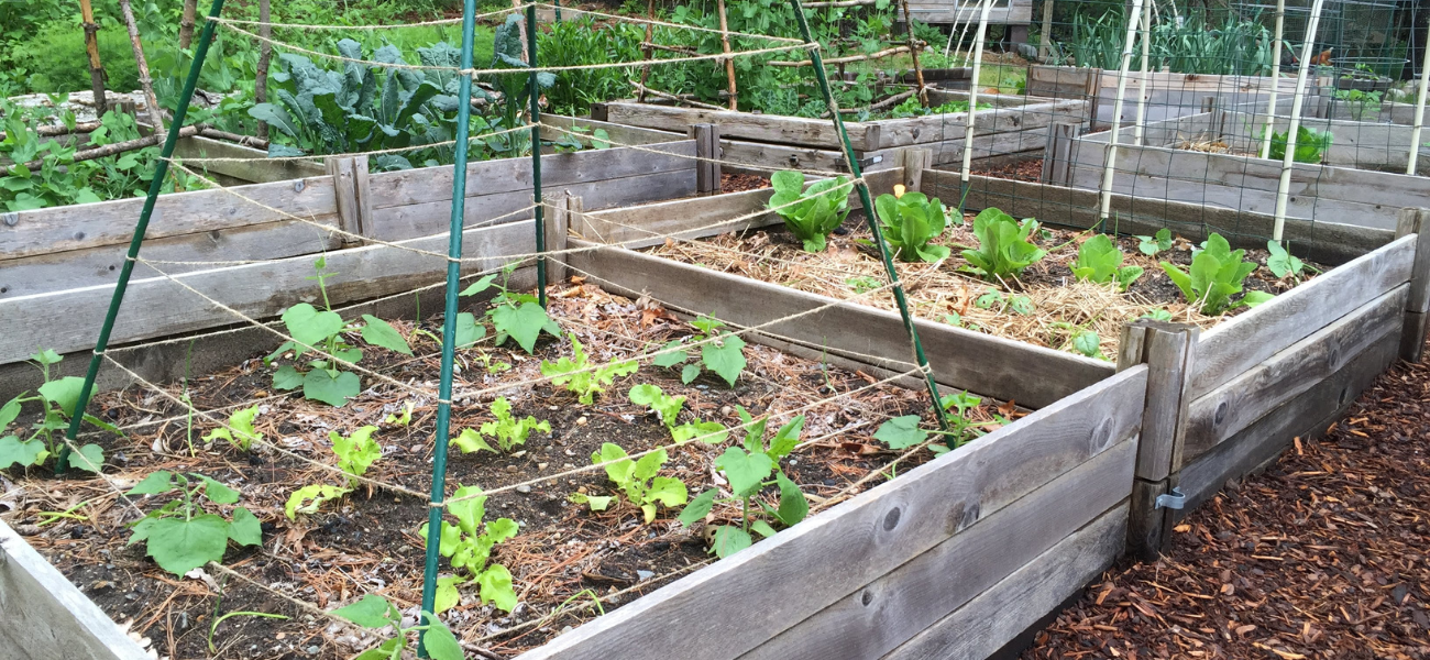 How to Grow Sweet Peas