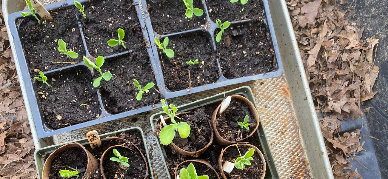 How to Grow Sweet Peas