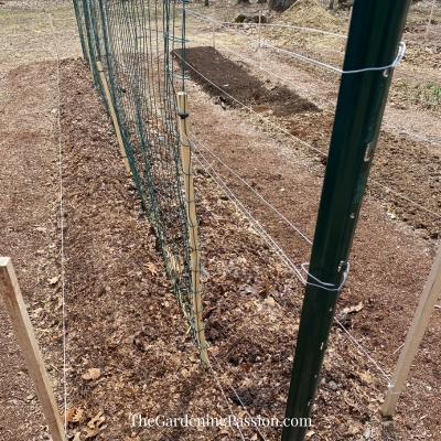 How to Grow Sweet Peas