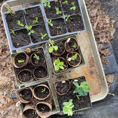 How to Grow Sweet Peas