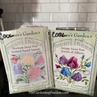 How to Grow Sweet Peas