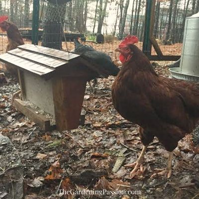 Chicken Coop Gadgets