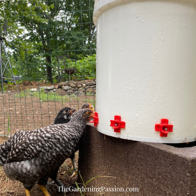 Chicken Coop Gadgets