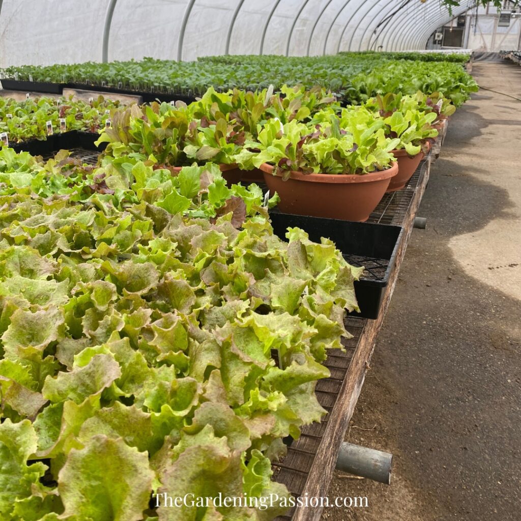 Murray Farms Greenhouse Tour