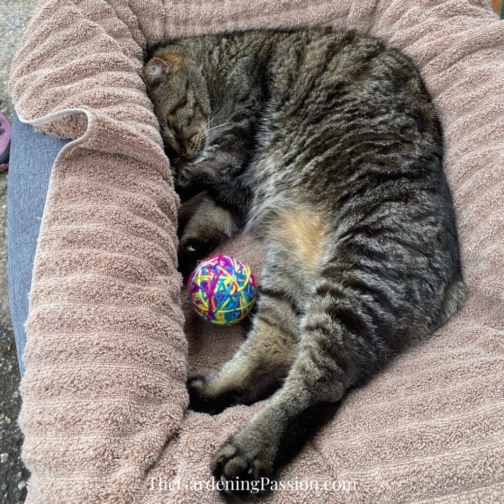 Gray Tabby Cat Toy, Farm