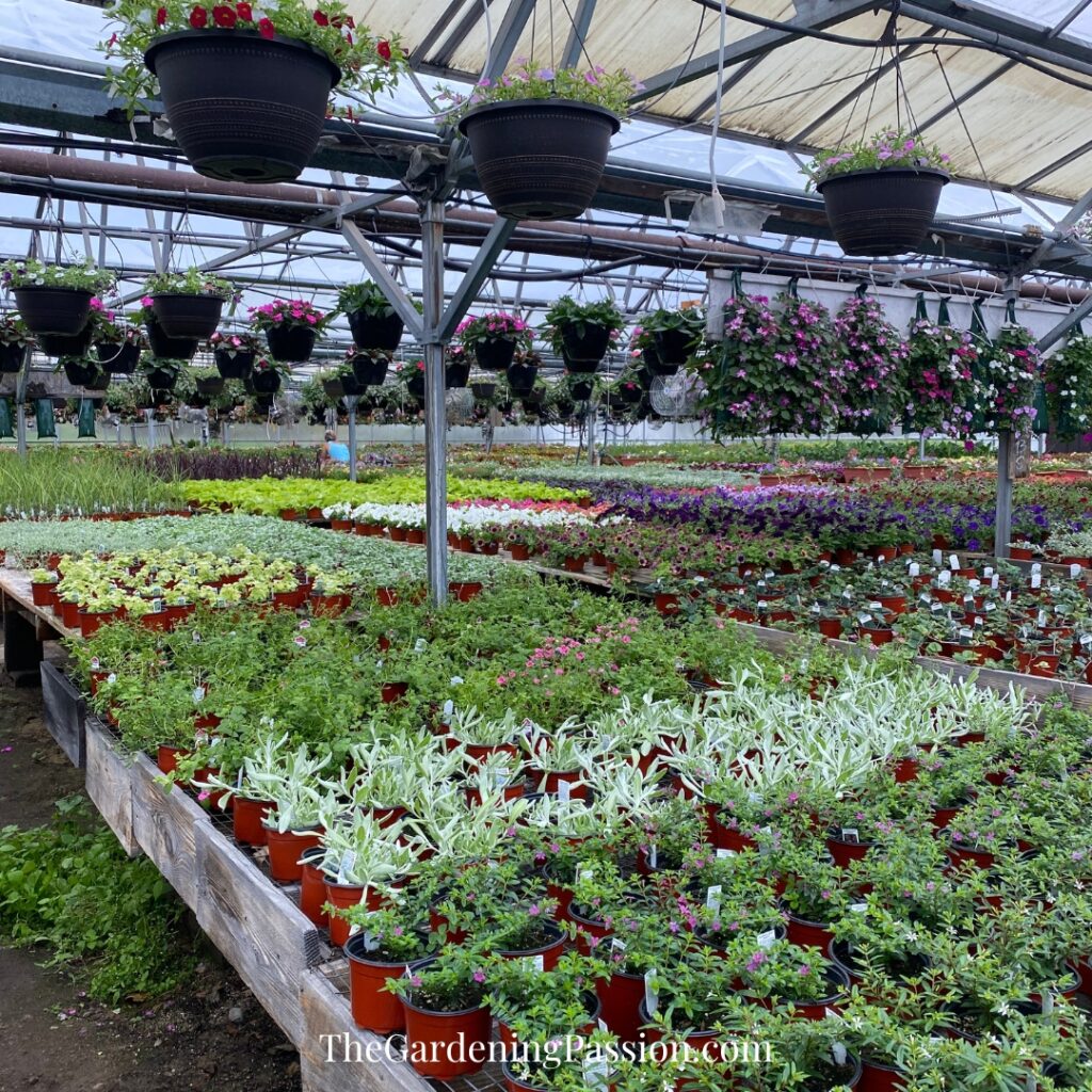 Visiting Murray Farms Greenhouse The Gardening Passion