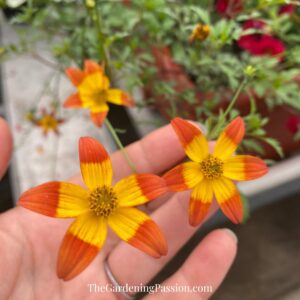 Murray Farms Greenhouse Tour