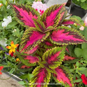 Murray Farms Greenhouse Tour