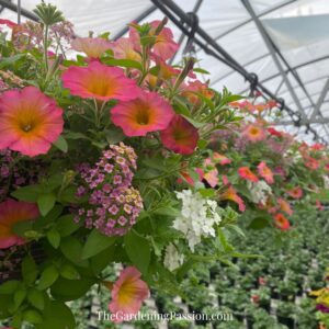 Murray Farms Greenhouse Tour